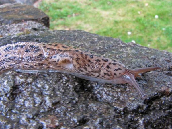 Photo of Limax maximus by Jim Riley